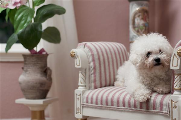 Månadens bichon januari 2011