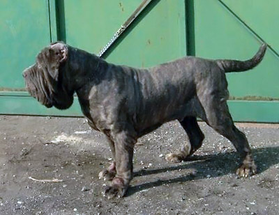 Mastino napoletano