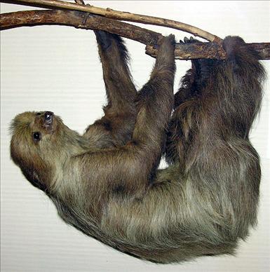 595px-Linnaeuss_two-toed_sloth_arp.jpg