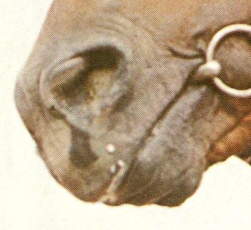 Mule nr 23