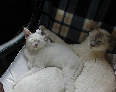 mirabelle-kattunger_008.jpg
