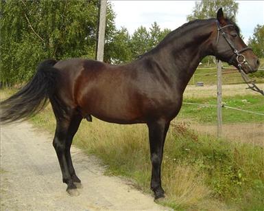 Palle
