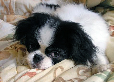 Japanese chin.jpg
