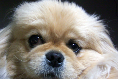 Pekingese.jpg