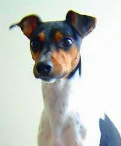 Terrier brasileiro