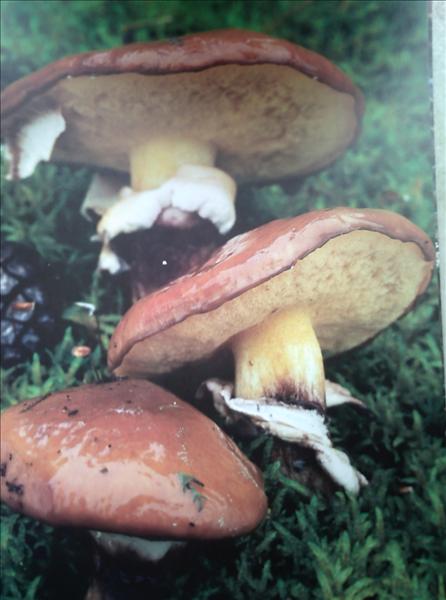 Smörsopp