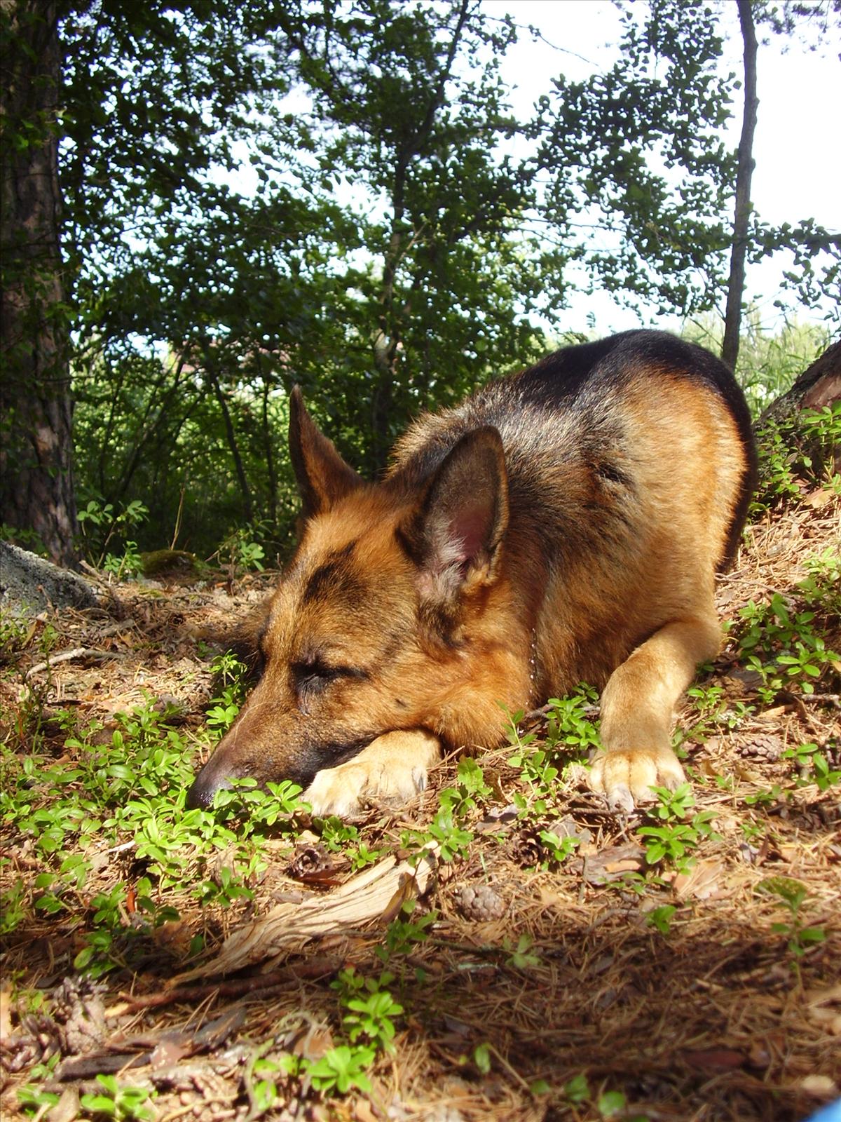 Gordon