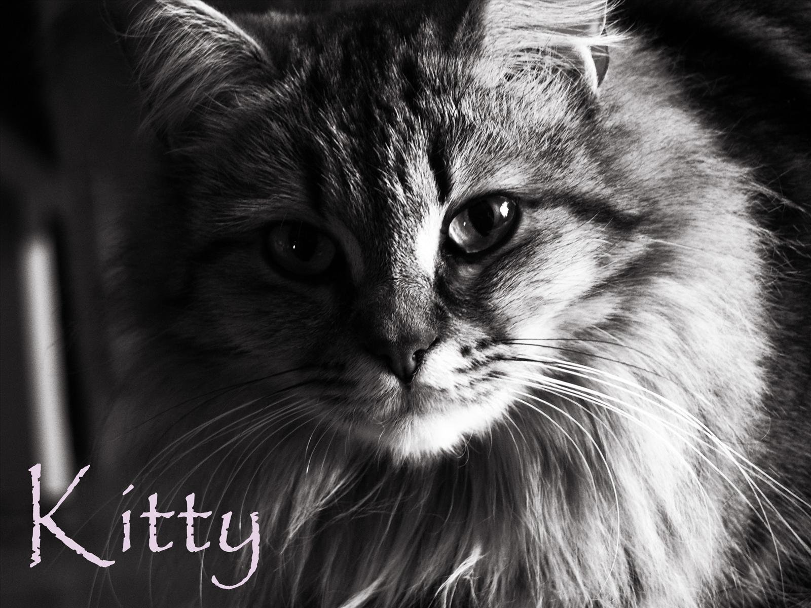 min katt kitty.
