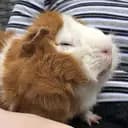 PiffPuffBob