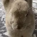 Lillablåbär