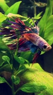 willembiillie