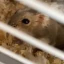 Hamster_smulan