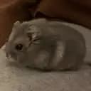 Dvärg Kiwi