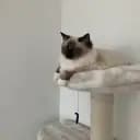 Popcorns_Mamma