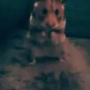 hamsterrr