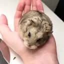 kokoshamstrar