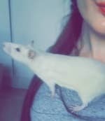 Mousery