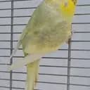 ll DesDeMonA ll