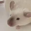Bexxx