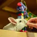 Erika's Chinchillas