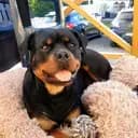 Donna the rottweiler girl