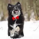 Aslan_lapphund