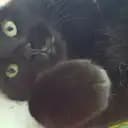 Lusse Katt