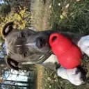 Oakfield78bully