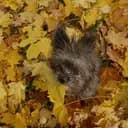 Yorkipom