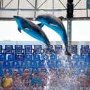 dolphinshowpattaya