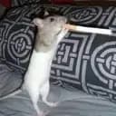 Iloverat69