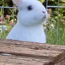 Hoppesmamma