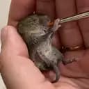 Ville babymus