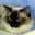 archicats