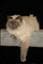Bogekatten