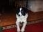 inger1