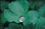 twinflower76