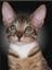 JallIka