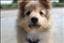 Sune-