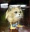 Robin_L