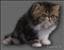 Cybercat