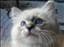 Silvercitycat