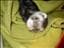 AnkiIller