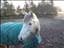 roan02