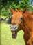 Horses_lover