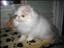 Silkpaw