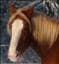 Noriker