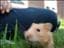 Hamstertassen