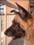 chessie