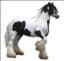 BeersGypsyHorses